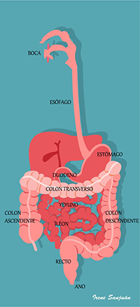 Imagen del aparato digestivo y sus partes